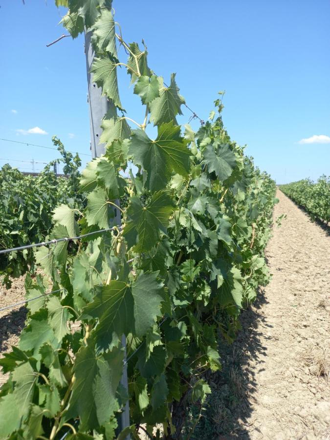 La Quiete Tra Le Vigne Tuscany Коллесальветти Экстерьер фото
