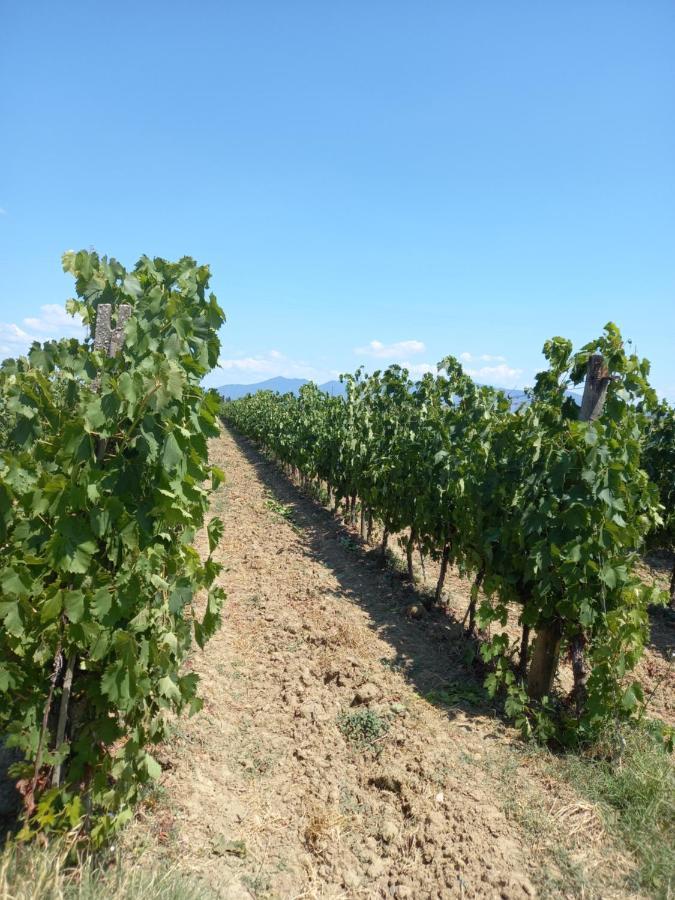 La Quiete Tra Le Vigne Tuscany Коллесальветти Экстерьер фото
